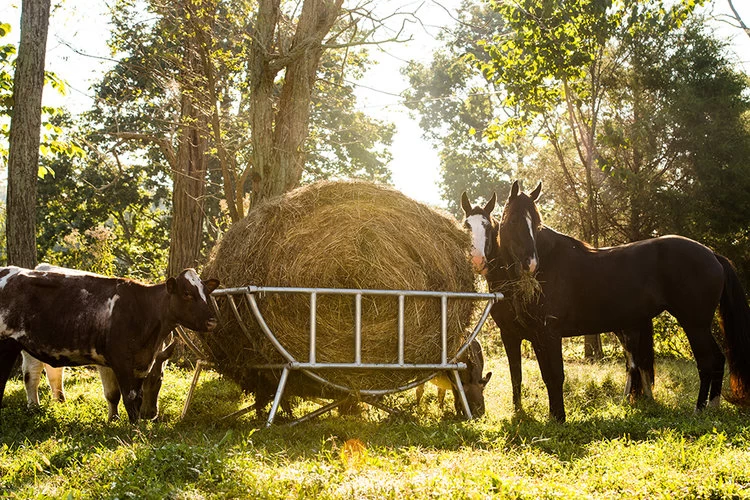 Galvanized Cradle Bale Feeder 3 Galvanized Cradle Bale Feeder