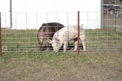 34-Inch X 16-Foot Select Hog Fence Panel