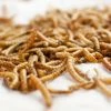 5-Pound Mealworm Frenzy Chicken Treat -Farm And Ranch Store 2583763 ep 1661194233 1
