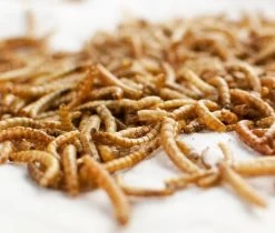 5-Pound Mealworm Frenzy Chicken Treat