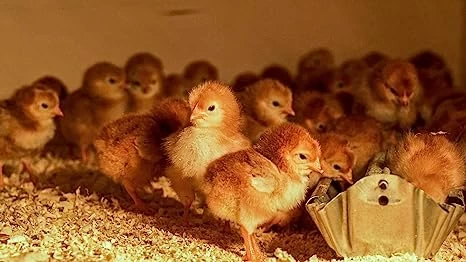 50-Pound Chick Starter/Grower 4 50-Pound Chick Starter/Grower - Image 2