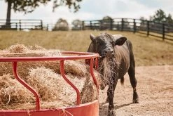 Red Titan Bull Heavy Duty Hay Feeder