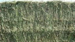Brome Hay Bale